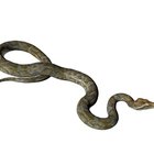 Cómo hacer herramientas caseras para atrapar serpientes