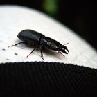 Escarabajos negros comunes