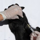 Información sobre los veterinarios