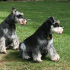 Diferencias entre Schnauzers y Schnauzers miniatura