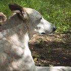 Traumatismos de las patas de los perros