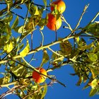 Etapas de florecimiento del naranjo