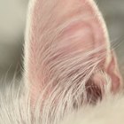 Como fazer uma bandagem para a orelha de um gato