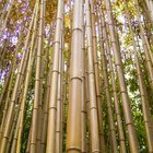 Cómo doblar las cañas de bambú
