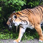 Lista de animales en peligro de extinción en la India