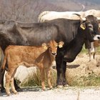 Cómo identificar las razas de ganado