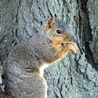 How to tell if a squirrel is male or female