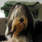 ¿Cuáles son los tratamientos para la uveítis en perros?