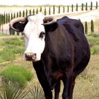 Cómo pintar la cara de una vaca en la cara de un niño