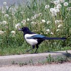 How to Determine the Gender of a Black & White Magpie