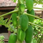 Cómo cultivar papayas