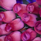 ¿Cuál es el significado de las rosas rosadas y amarillas?