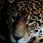 Cómo cuidan los jaguares a sus bebés