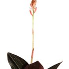O significado da orquídea negra