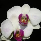 Como tingir flores de orquídea 