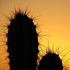 ¿Cómo hacer tierra para macetas para los cactus?