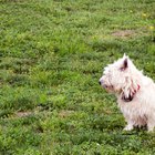 Cómo tratar a un perro que padece alopecia X