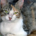 O que pode causar cistos dermoides em gatos?