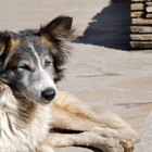 Doses de Imodium para diarreia em cães