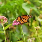 La mariposa monarca frente a la mariposa virrey