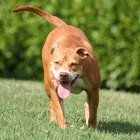 Informações sobre misturas de cães pitbull e boxer
