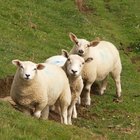 Cómo hacer abono con estiércol de oveja