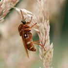 Cómo combatir una infestación de polillas