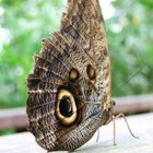 Significado de una mariposa que entra a una casa