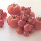 Vine tomatoes in paper bag