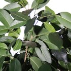 Vermes brancos na terra ao redor de uma planta fícus caseira