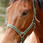 ¿Por qué los caballos usan vendas para los ojos?