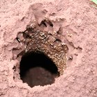 Tratamiento de bórax para las termitas