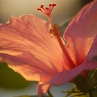 Lista de las diversas variedades de flores de hibisco
