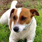 Por que o pelo do meu Jack Russell Terrier continua caindo?