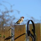 How to Tell the Difference Between the Male & Female European Goldfinch