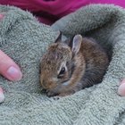 ¿Cómo cuidar a un conejo bebé silvestre?