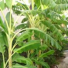 Cuáles son las partes de una planta de banano