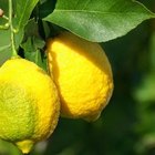 Qué provoca rizar las hojas del limonero