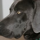 Salud canina: bulto en la garganta de un perro