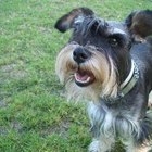 El mejor alimento para un cachorro miniatura Schnauzer