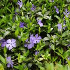 ¿Con qué frecuencia riegas tus flores de vinca?