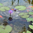 Pájaros que se comen a los peces de los estanques