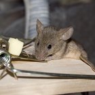 Cómo construir una trampa electrónica para ratones