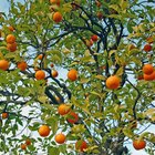 Las partes de un árbol de mandarina