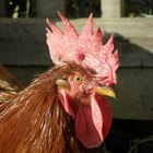 El proceso de apareamiento de los gallos y las gallinas