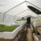 Por qué las plantas crecen mejor en los invernaderos
