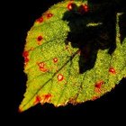 Información sobre la enfermedad foliar por Cercospora