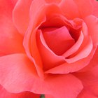 Lista de rosas con aromas fuerte 