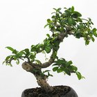 Cómo mantener las hojas pequeñas del bonsai