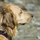 ¿Se puede usar acondicionador para cabello humano en perros?